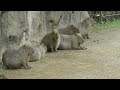 カピバラ とくしま動物園 徳島県 capybara tokushima zoo japan 水豚