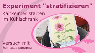 Saat vorbereiten - Echinacea Purpurea stratifizieren