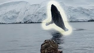 Amazing Humpback Whale Breach Caught On Camera