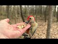 Hand-feeding Birds in Slow Mo - Red-bellied Woodpecker