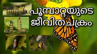 caterpillar to butterfly,,, പൂമ്പാറ്റയുടെ ജീവിതചക്രം