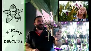 John From Orchidudebcn Shows Me His Orchid Haul (live stream)