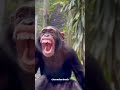 #monkey #funny #comedy #animals #animalshorts #lucu #lucungakak #cute