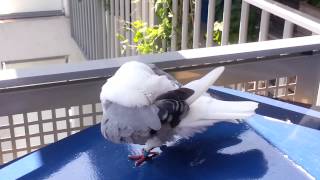 Home Video: Old German Owl pigeon grooming