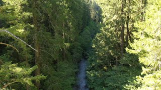 Six Rivers National Forest - Patterson Gimlin Film Site Area By Drone