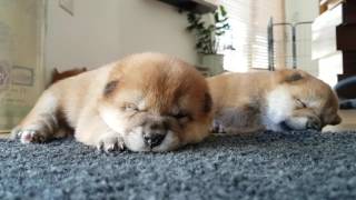 Sleeping Shiba Inu puppies (ii)