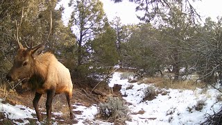 Young Bull Elk and Spike Grazing Peacefully Among Junipers