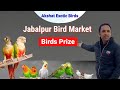 Bird Market Visit| Jabalpur Birds Market| Birds Prize in Jabalpur| Akshat Exotic Birds