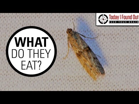 The Truth About Clothes Moths The Truth About Clothes Moths