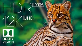 Animals in 12K HDR 120FPS Dolby Vision