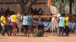 నాదెండ్ల బండ లాగుడు పోటీలలో 6 పళ్ళు విభాగంలో 4వ జత