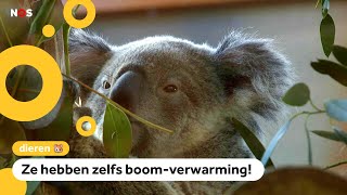 Hier wonen de nieuwe Nederlandse koala's