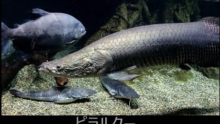 大混雑したアクアトト岐阜2016　超巨大淡水魚ピラルクー、デンキウナギほか