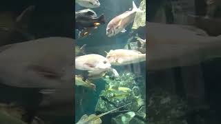 山形県鶴岡市立加茂水族館