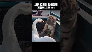 호랑이 새끼라고 무시하면 안되는 이유 ;; #shorts