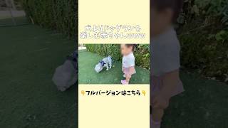 【赤ちゃんと犬】犬よりドッグランを楽しむ赤ちゃんwww #赤ちゃんと犬 #赤ちゃん #ミニチュアシュナウザー #可愛い  #おもしろ  #shorts