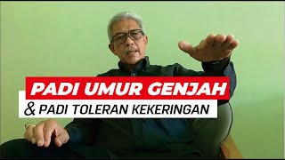 Varietas padi toleran kekeringan dan umur genjah