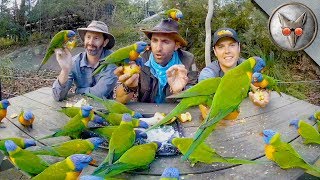 Parrots Crash our Picnic! - in VR180!