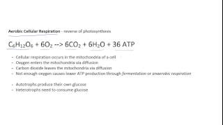 ATP and Respiration