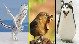 दो जानवरों के मिश्रण से बने 10 अनोखे जानवरों की परिकल्पना | Hybrid Animal Concepts In The World