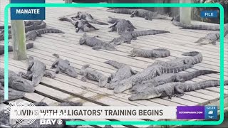 Learn how to live with alligators