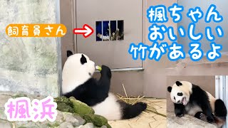 楓浜（ふうひん）♯351　【楓ちゃんおいしい竹があるよ】　かわいいパンダ　和歌山アドベンチャーワールド