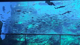 【仙台うみの杜水族館】Sparkling of Life \u0026 Music