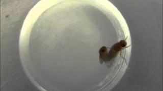 Drosophila courtship and copulation