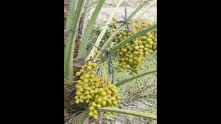 Pupuk kurma Pembuahan part 2