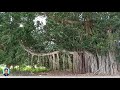 ஆல மரம் banyan tree தாங்கும் வேர் விழுது prop root