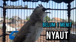 trucukan gacor TARUNG ROPEL PANJANG pancingan trucukan agar bunyi jadikan burung trucuk gacor EMOSI