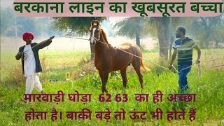 Marwari horse||  रतनाराम जी  देवासी का वरकाना लाइन का खूबसूरत बच्चा  पुरानी  लाइन का कलर