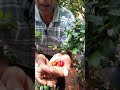 My home gardens suryanam cherry fruit review.