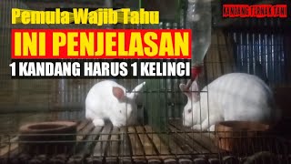 Why Rabbits Must Be Separated in Separate Cages? Here's the answer !