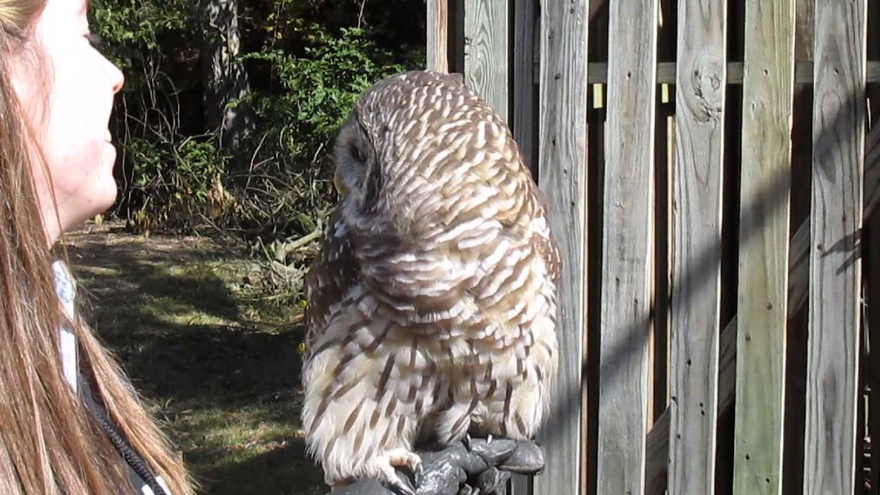 Owl.... talking