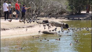 Amazing birds in Moonlit Sanctuary, an award-winning wildlife park in Melbourne