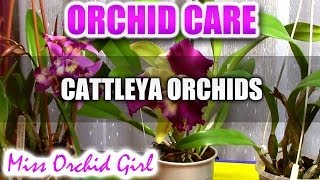 Orchid Care - How to care for Cattleya Orchids - watering, fertilizing, reblooming