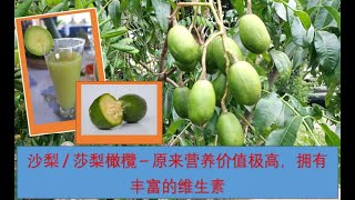 [马来西亚】营养价值极高的热带水果 - 沙梨 / 莎梨橄欖 / Buah Kedondong