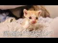 ウルトラハイパーミニミニ幼猫、生きる闘志を燃やす that too small kitty weighed 175 grams.