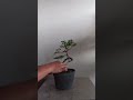 BIKIN BONSAI ITU MUDAH TEKUK KE ATAS KE BAWAH DAN KE SAMPING