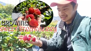 Growing Strawberry | Best Strawberry Fertilizer