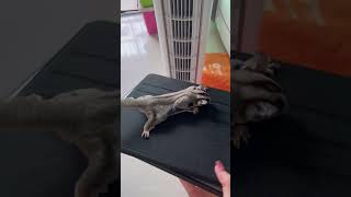 sugar glider patagium training 蜜袋鼯 翼膜 フクロモモンガ 飛膜 練習 #sugarglider #shorts #蜜袋鼯 #フクロモモンガ #モモンガ #pets