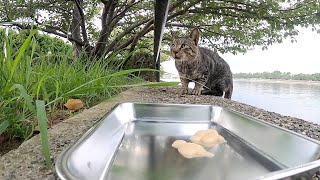 公園に住んでいるキジ猫のミクルたちにごはんをあげました。We fed food to Mikuru, the pheasant cat who lives in the park.Vol.697