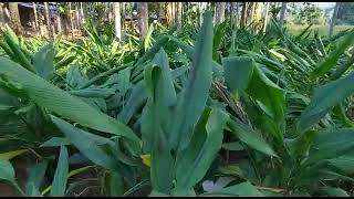 Our Farming of Organic Raw Black Turmeric- Curcuma Caesia for Medicinal Purpose.