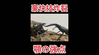 ［リアルムシキング］マンディブラリスフタマタクワガタVSマヤシロカブト　［クワガタ相撲］　#shortvideo #甲虫王者ムシキング #クワガタ #昆虫バトル