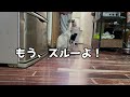 ご飯準中。猫たちは何してるの？