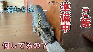 ご飯準中。猫たちは何してるの？