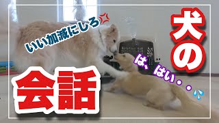 犬も会話する⁉　決定的瞬間を押さえました！カーミングシグナルについて解説します