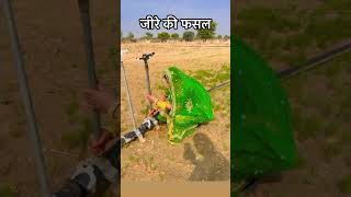 मेरे खेत में इस साल जीरे की फसल कैसी लगी कॉमेंट में बताओ #youtube #marwadi #rajasthani  #viralshort