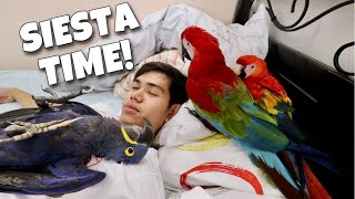 ANG BABAIT MATULOG NG MGA IBON! Siesta time grabe magligawan si aike at mia! (MACAW!) | Murillo Bros